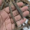 300g Terrenganu Malaysia #1